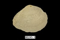 藏品(波紋櫻蛤)的圖片